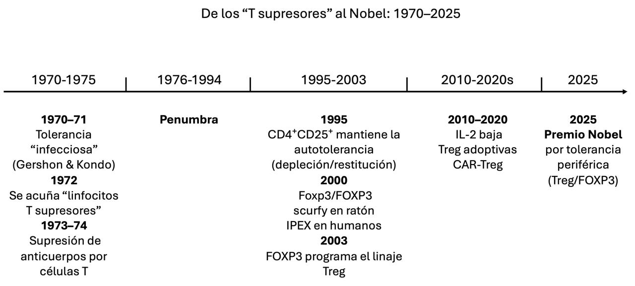 Figura 1. De las primeras pistas de supresión por linfocitos T al linaje FOXP3⁺ y su salto a la clínica: medio siglo de investigación que culmina en el Premio Nobel 2025. Fuente: elaboración propia.